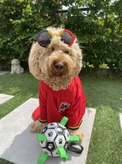 Honden Speelgoed Bal Voetbal Extra Sterk Met Handvaten Ball Hondenbal - 15 Cm - Dutchwide -Merkloos Winkel 899x1200 17