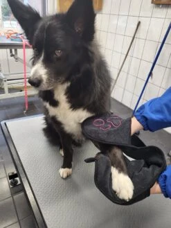 N4dogs – Hondenhanddoek – Honden Handdoek – Microvezel Handdoek – Handdoek Hond – Droogdoek Hond – Dierendeken – Sterk Absorberend – Handdoek Met Zakken - Zwart - 66 X 23 Cm 10 N4dogs – Hondenhanddoek – Honden Handdoek – Microvezel Handdoek – Handdoek Hond – Droogdoek Hond – Dierendeken – Sterk Absorberend – Handdoek Met Zakken - Zwart - 66 X 23 Cm -Merkloos Winkel 900x1200 1