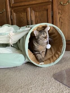 Pishoo® Kattentunnel - Speeltunnel Kat - Kattenspeeltjes - Kattenmand - Kattenhuis - Lichtgroen 23 Pishoo® Kattentunnel - Speeltunnel Kat - Kattenspeeltjes - Kattenmand - Kattenhuis - Lichtgroen -Merkloos Winkel 900x1200 27