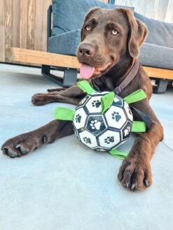 Honden Speelgoed Bal Voetbal Extra Sterk Met Handvaten Ball Hondenbal - 15 Cm - Dutchwide 22 Honden Speelgoed Bal Voetbal Extra Sterk Met Handvaten Ball Hondenbal - 15 Cm - Dutchwide -Merkloos Winkel 900x1200 30