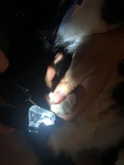 SunnyPets - Professionele Dieren Nagelknipper - Wit - Met LED En Vijl - Hond - Kat - Geschikt Voor Alle - Nageltang -Merkloos Winkel 900x1200 8