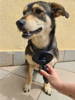 Purlov Zelfreinigende Kattenborstel En Hondenborstel - Haarverwijderaar Voor Huisdieren - Hondenborstel -Hondenhaar Kattenhaar Verwijderaar 15 Purlov Zelfreinigende Kattenborstel En Hondenborstel - Haarverwijderaar Voor Huisdieren - Hondenborstel -Hondenhaar Kattenhaar Verwijderaar -Merkloos Winkel 901x1200 3