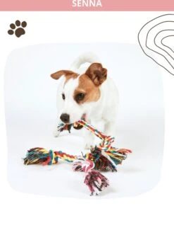 Speeltouw Hond - 3 Stuks - Speelgoed Hond - Flostouw - Hondenspeelgoed - Puppy - Trektouw -Merkloos Winkel 912x1200 5