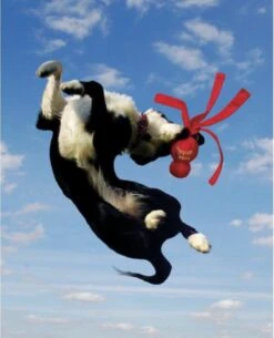 Kong Wubba - Hondenspeelgoed - Assorti - L: 36 Cm -Merkloos Winkel 973x1200 3